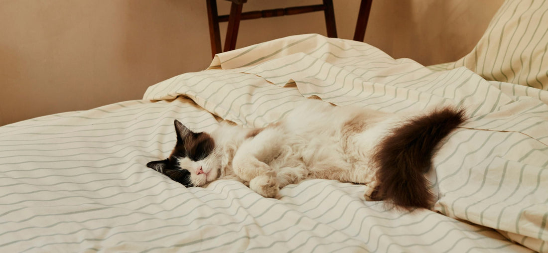 Living Playfully: Our New Cotton Collection