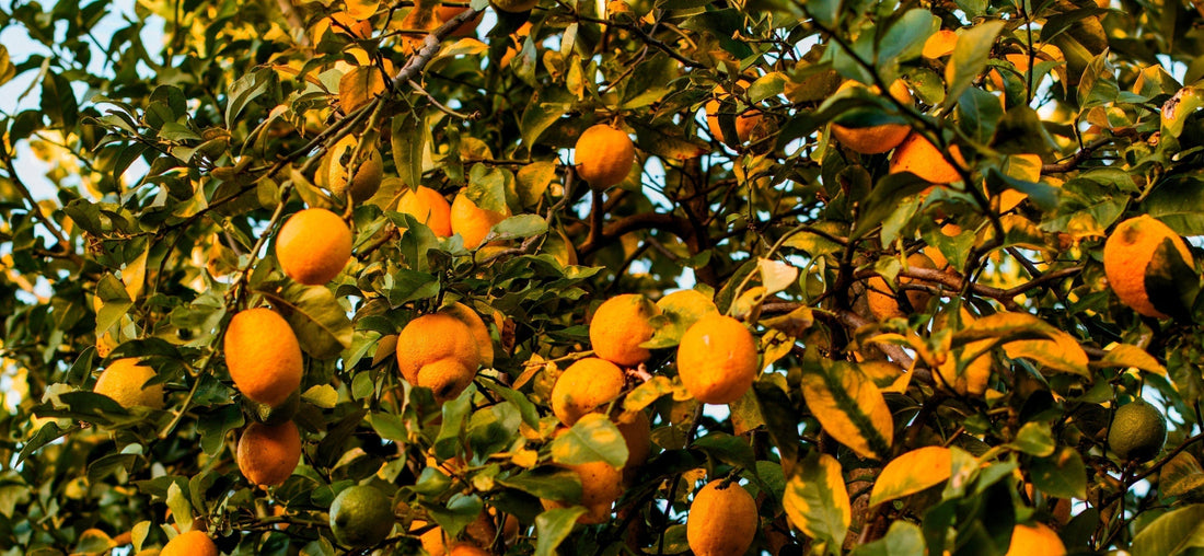 Mills & Makers: Meet Our Partners in Portugal